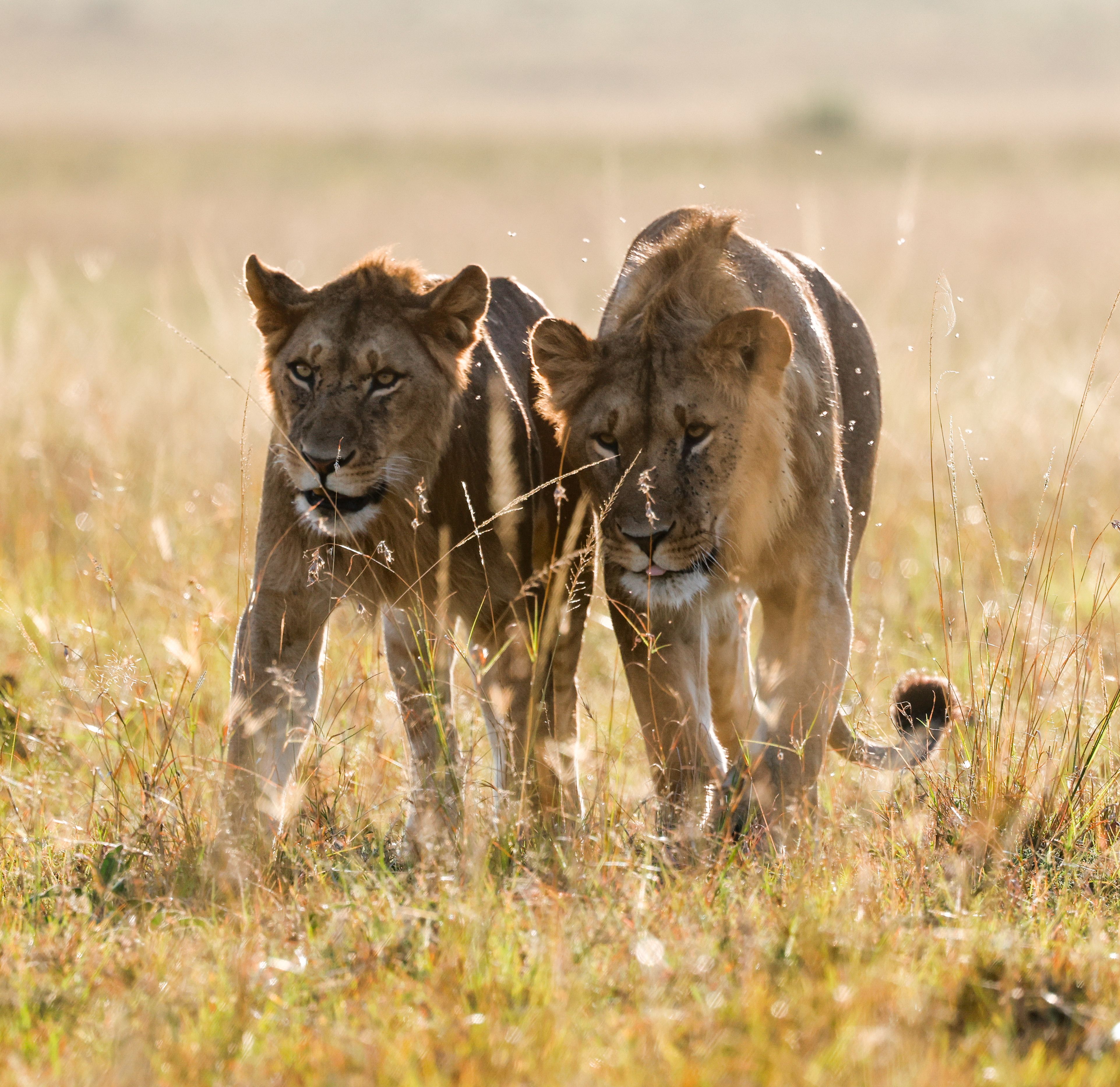 Best Time to Visit Maasai Mara: Month-by-Month Guide