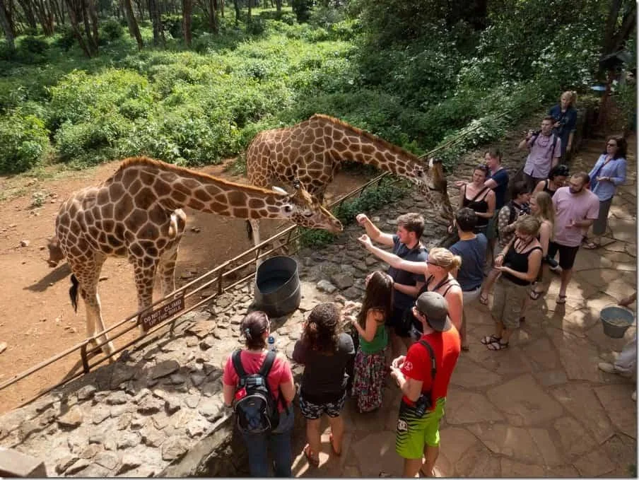 GIRAFFE CENTRE & NAIROBI NATURE ESCAPE