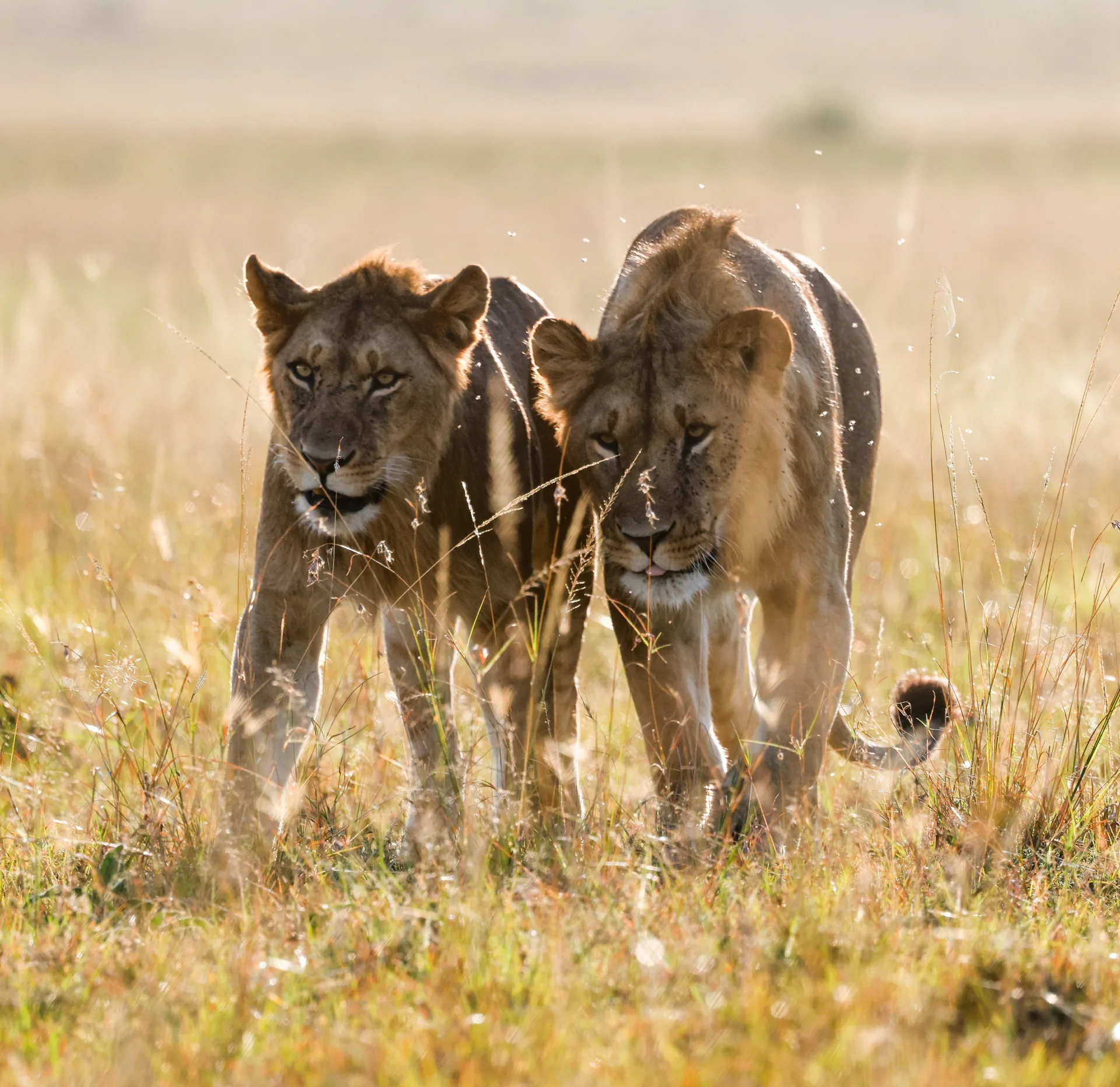 Maasai Mara & Lake Naivasha Safari